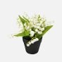 Muguet en pot