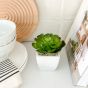 Echever Mini Faux Succulent Plant by Torre & Tagus