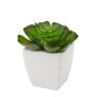 Echever Mini Faux Succulent Plant by Torre & Tagus