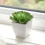 Echever Mini Faux Succulent Plant by Torre & Tagus