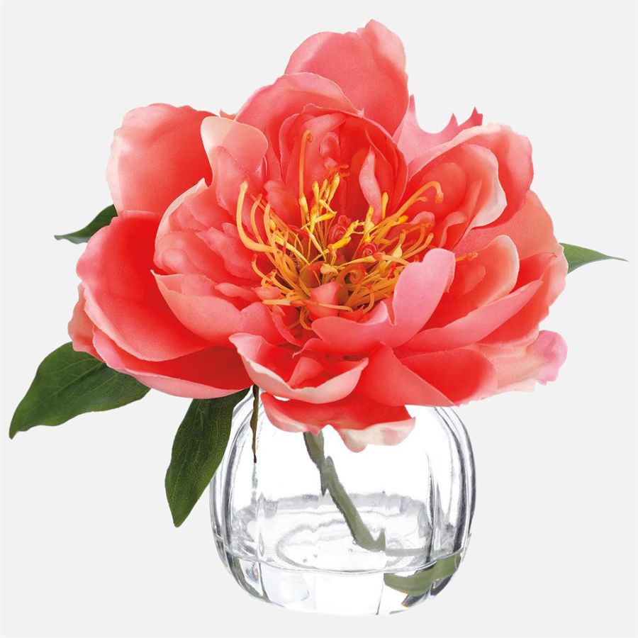 Peony in Vase - Coral