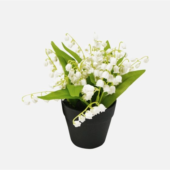 Muguet en pot