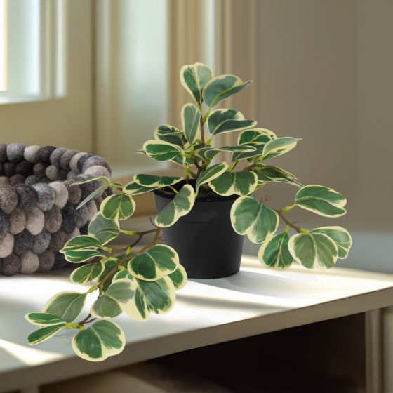 Torre & Tagus Hoya Cordata Faux Potted Plant