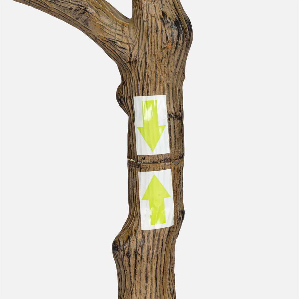 Arbre citronnier moyen