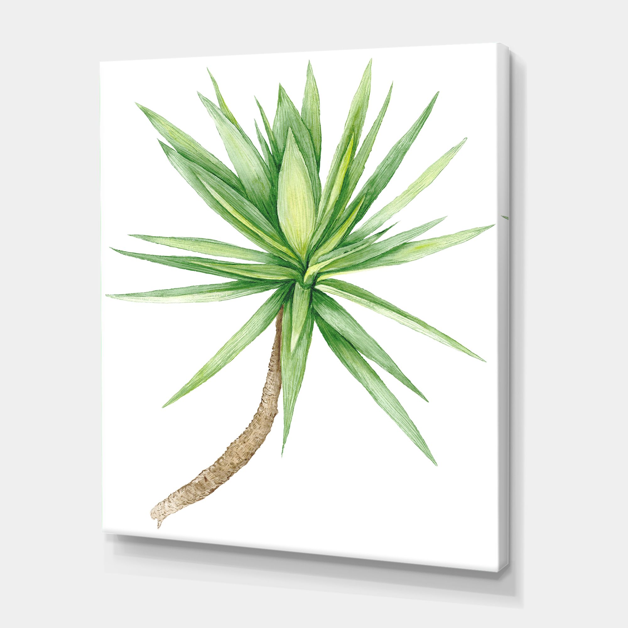 Toile « Detail of Yucca Tree »